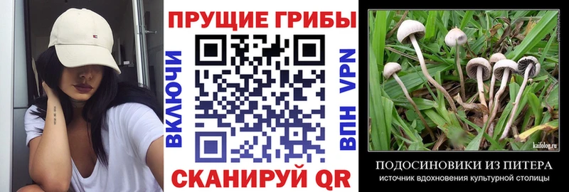 Псилоцибиновые грибы MAGIC MUSHROOMS  Кувшиново 